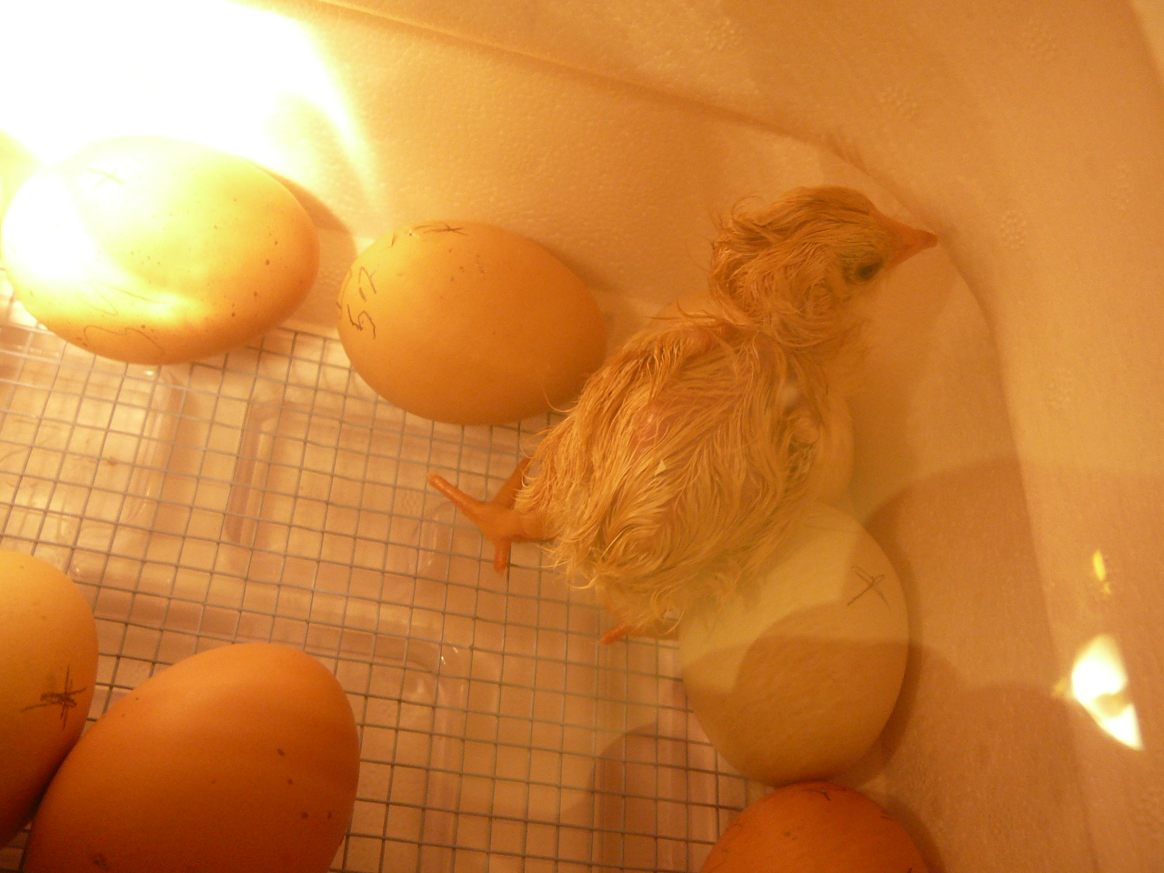 Buff Orpington