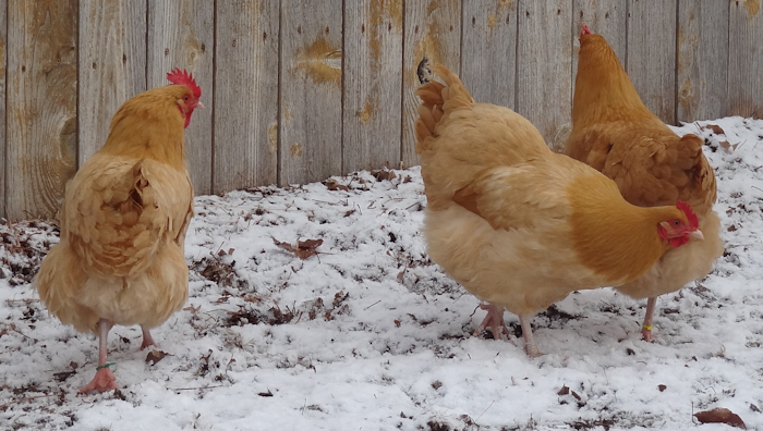 Buff Orpington