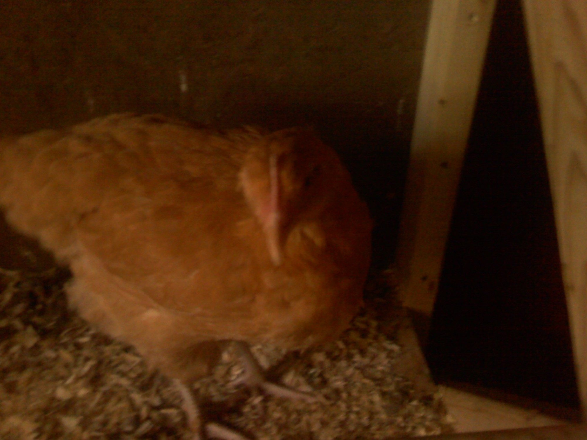 Buff Orpington