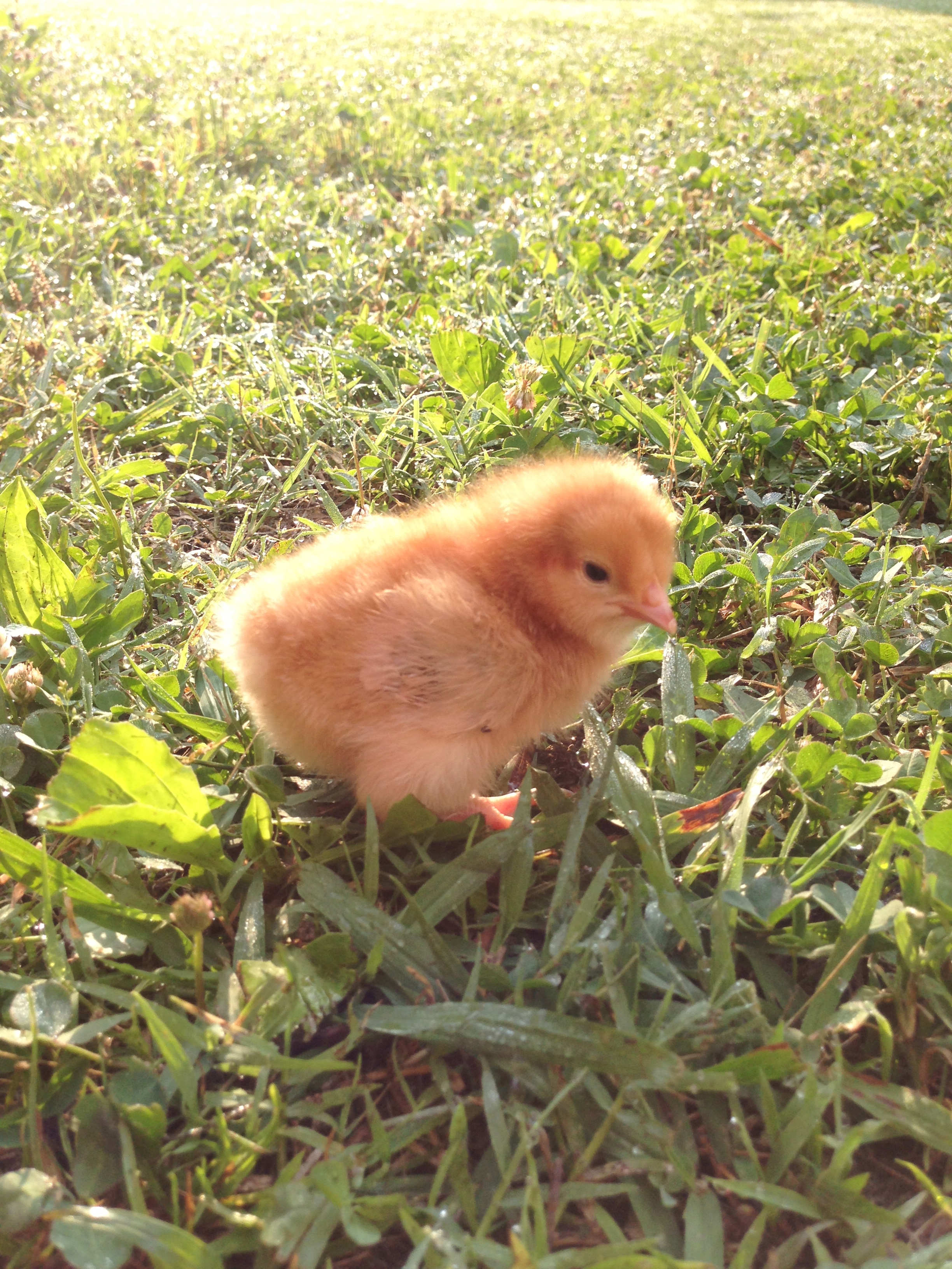 Buff Orpington