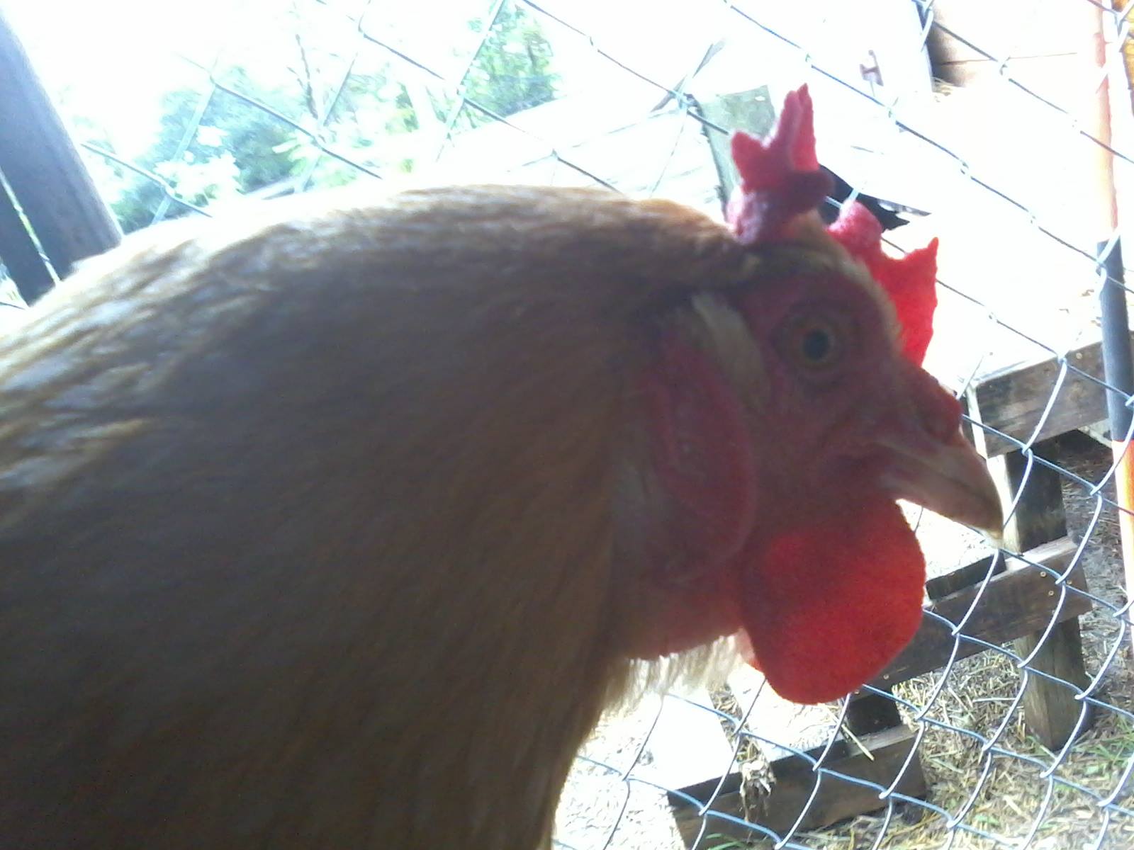 Buff orpington