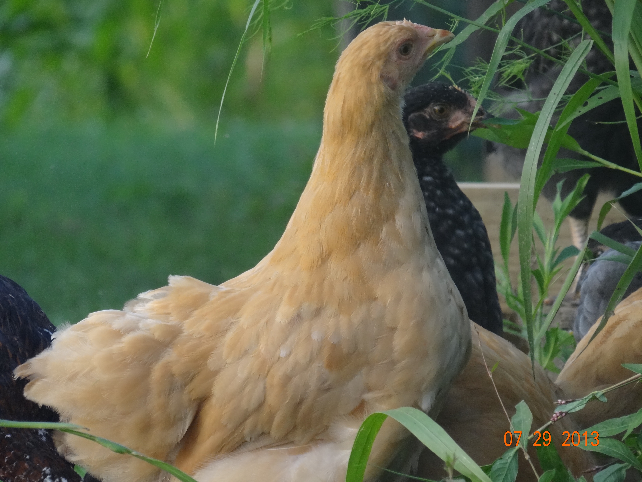 Buff orpington