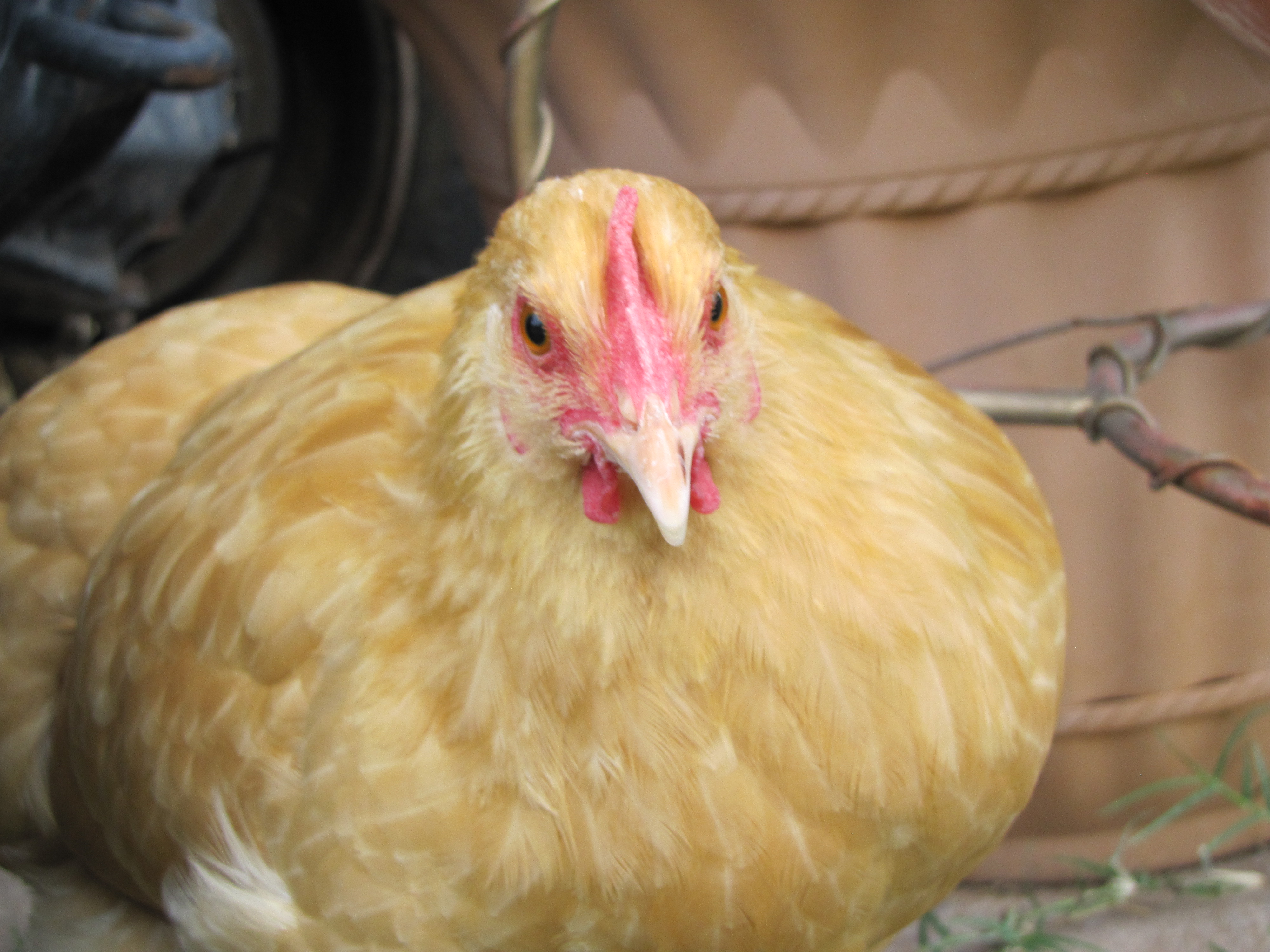 Buff Orpington