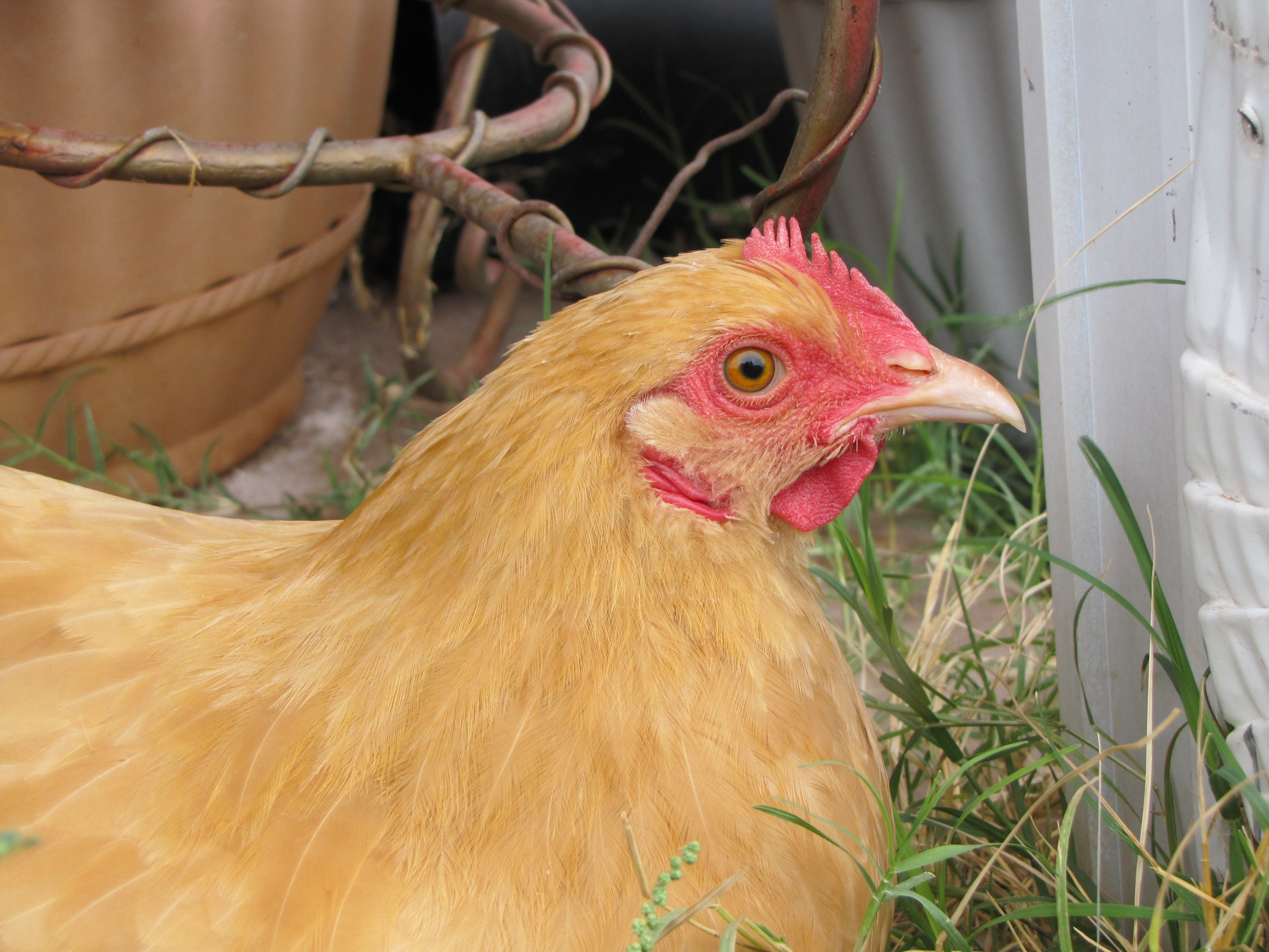 Buff Orpington