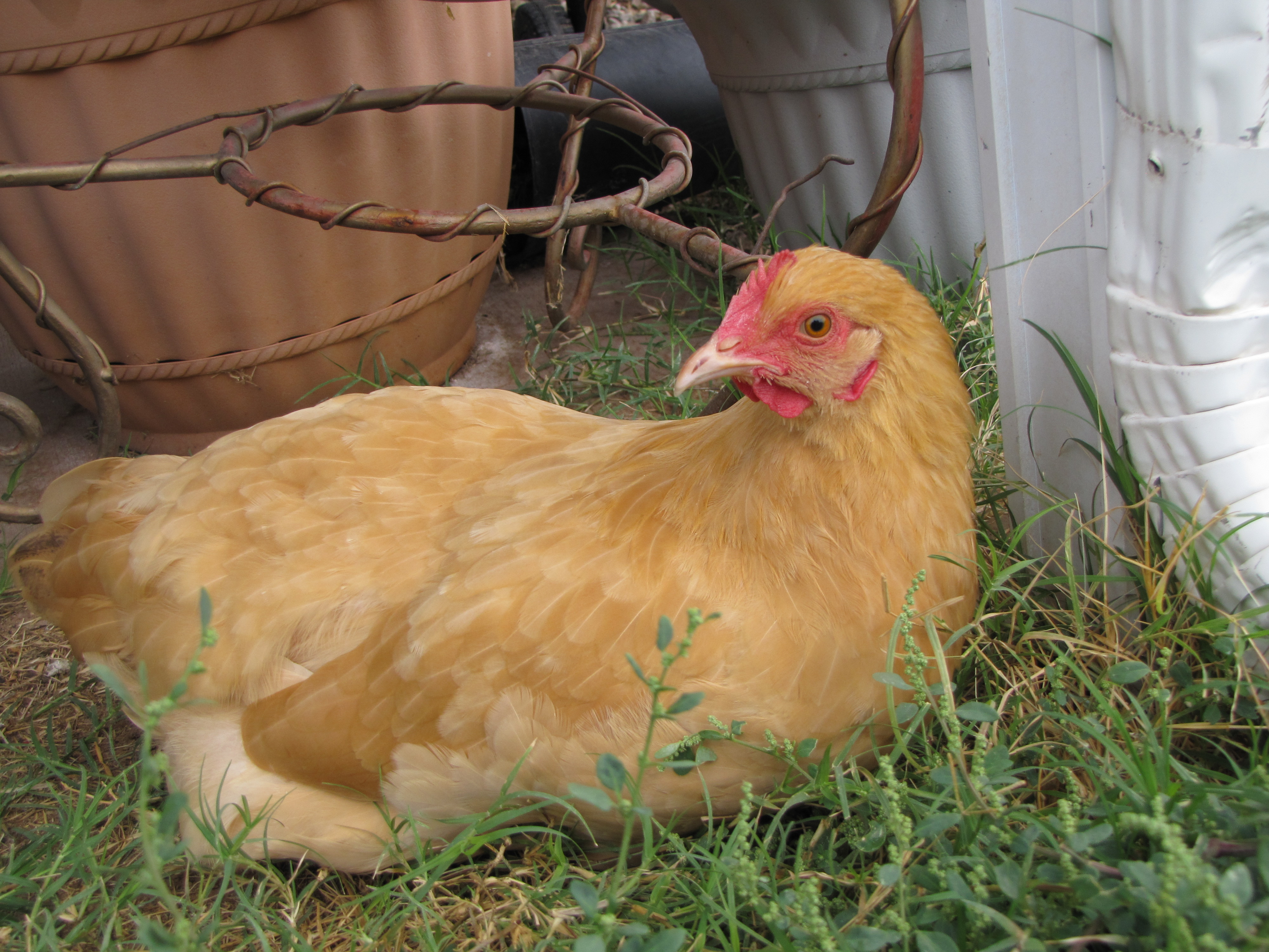 Buff Orpington