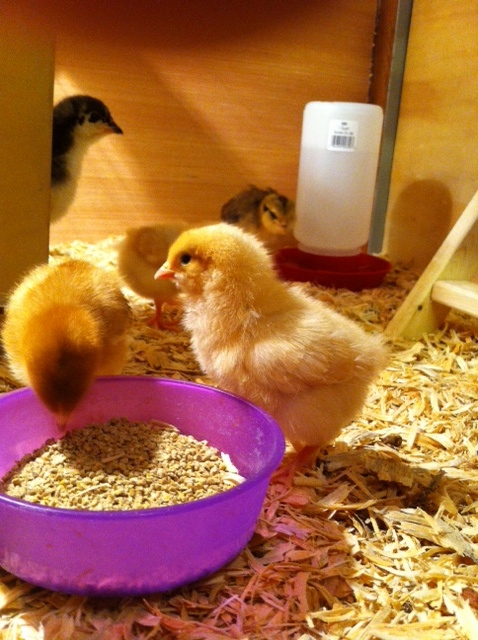 Buff Orpington