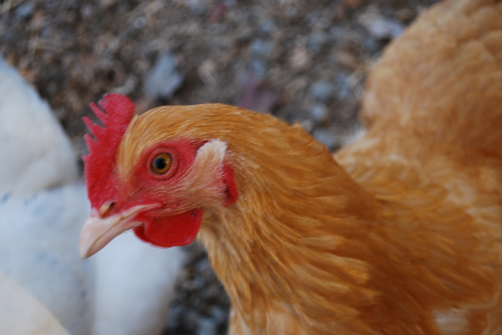 Buff Orpington