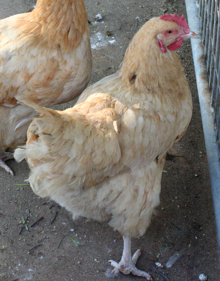 Buff Orpington