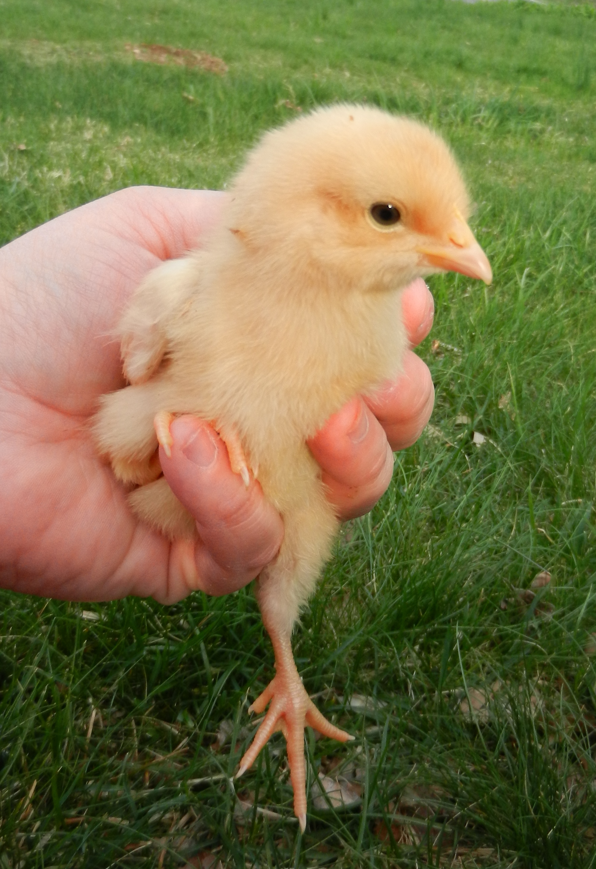 Buff Orpington