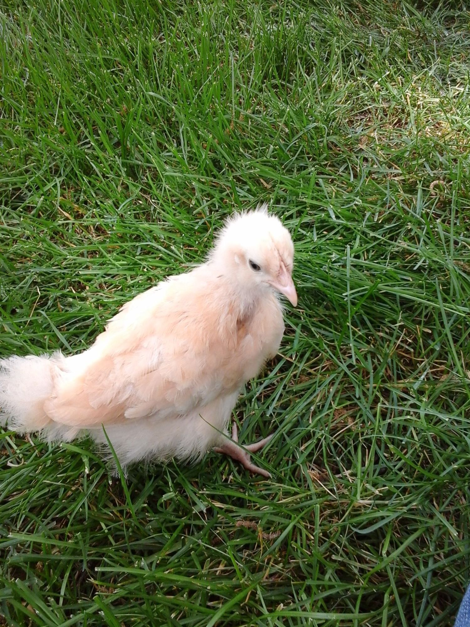 Buff Orpington