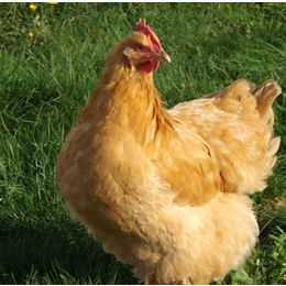 Buff Orpington