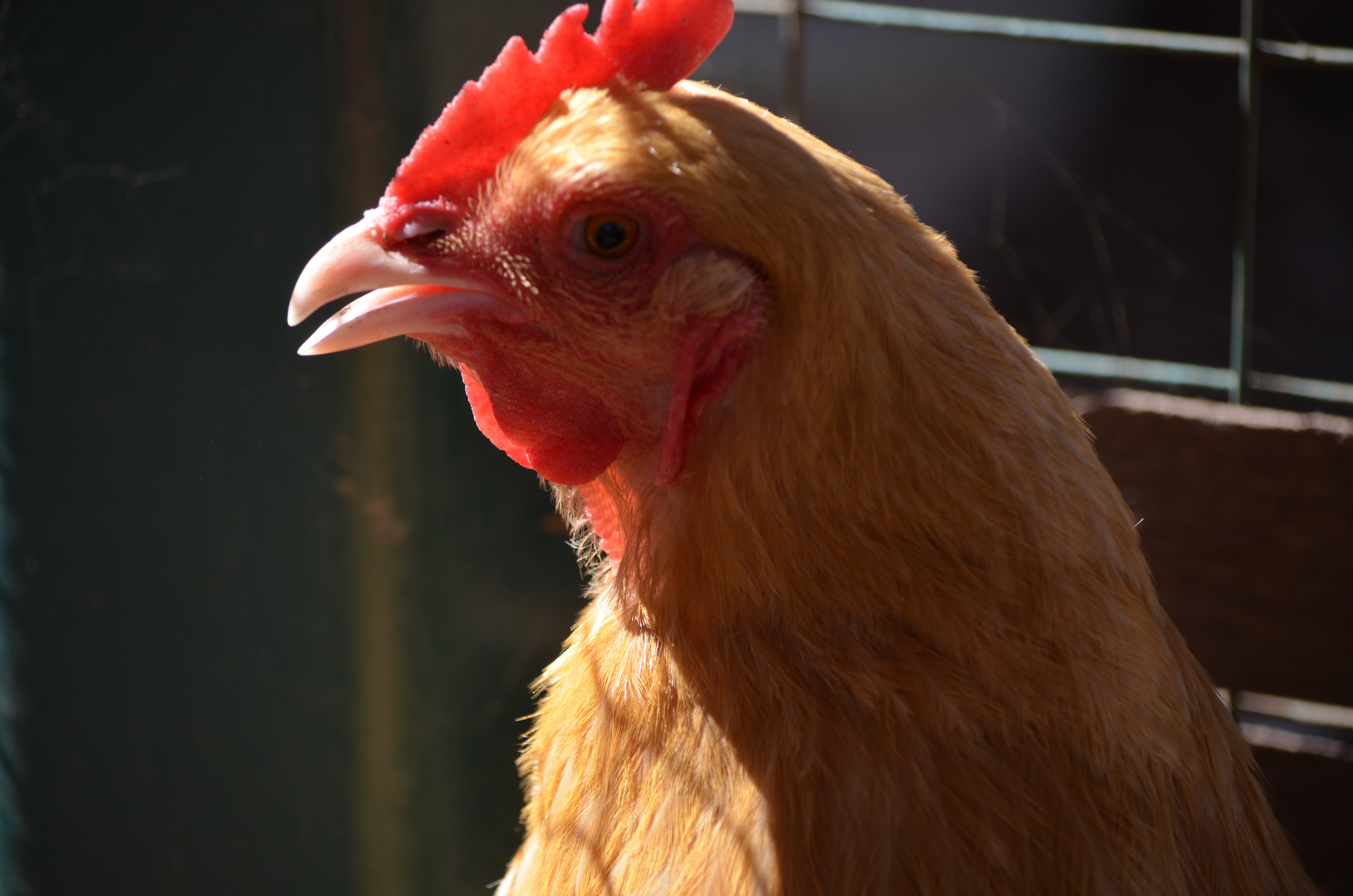 Buff Orpington