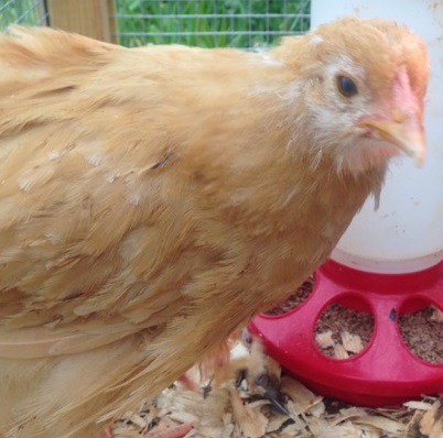 Buff Orpington