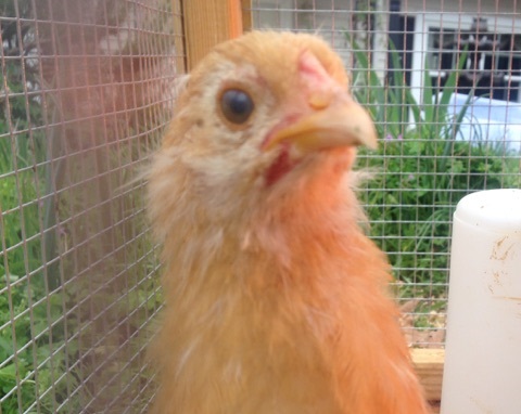 Buff Orpington