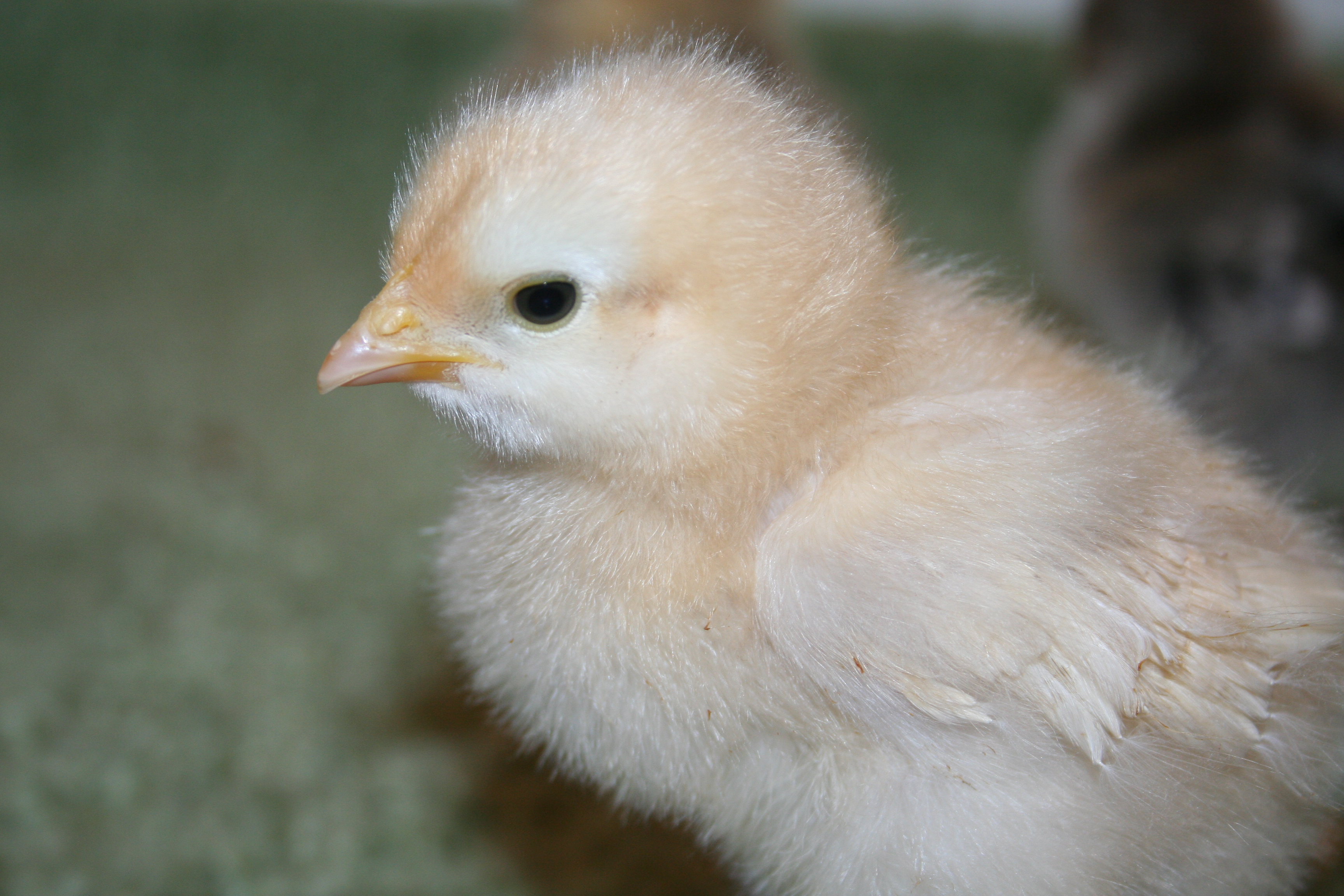 Buff Orpington