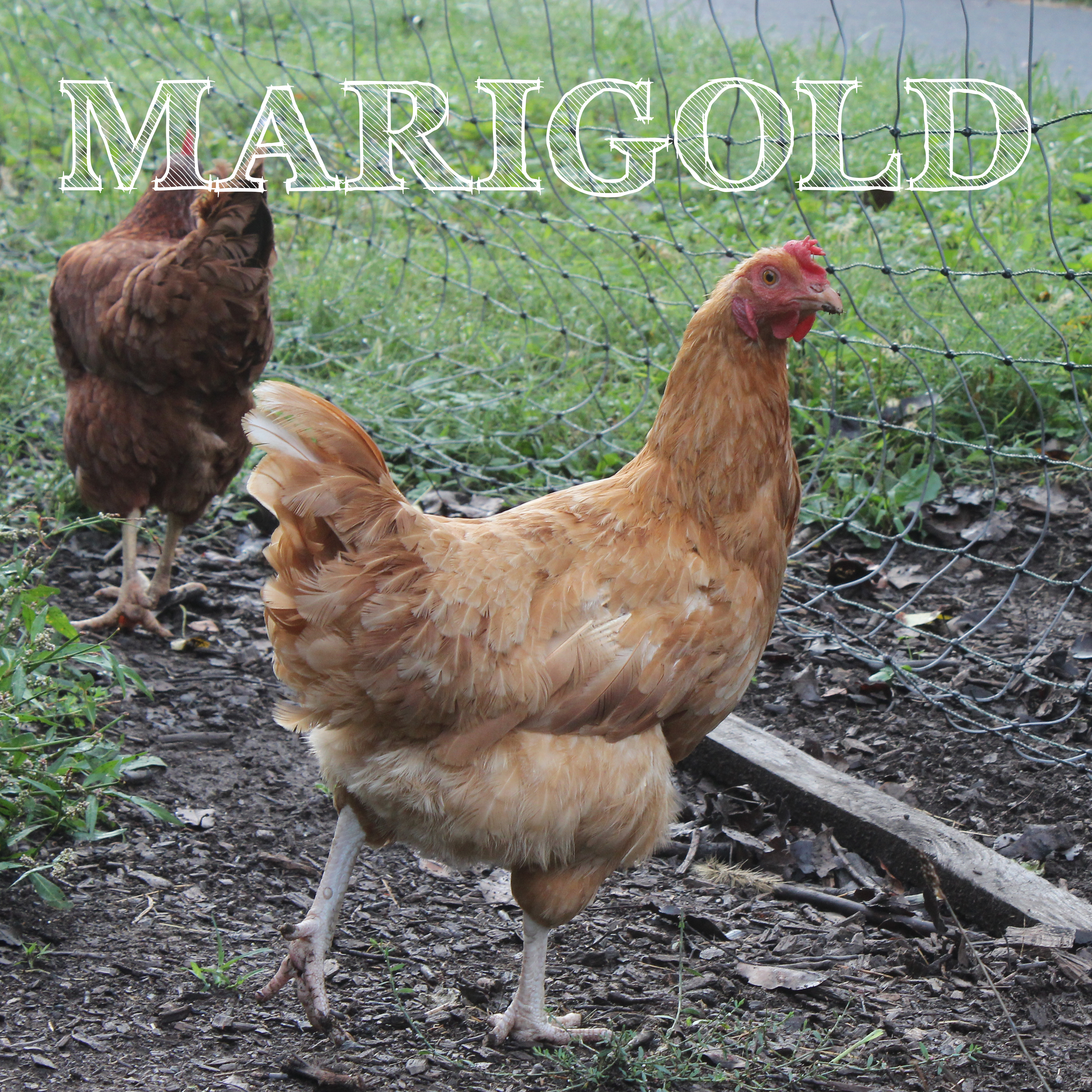 Buff Orpington