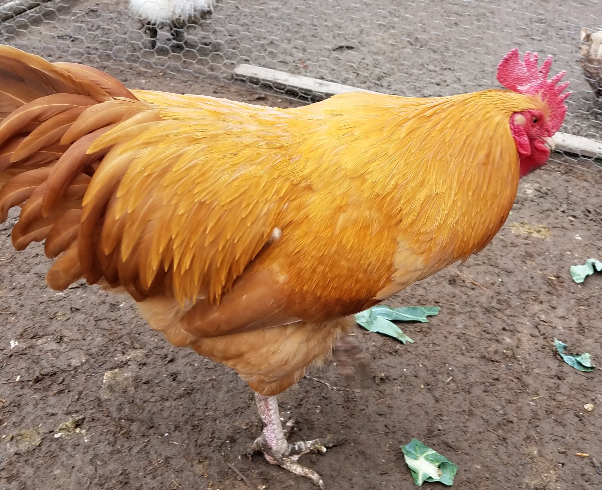 Buff Orpington Backyard Chickens Learn How To Raise