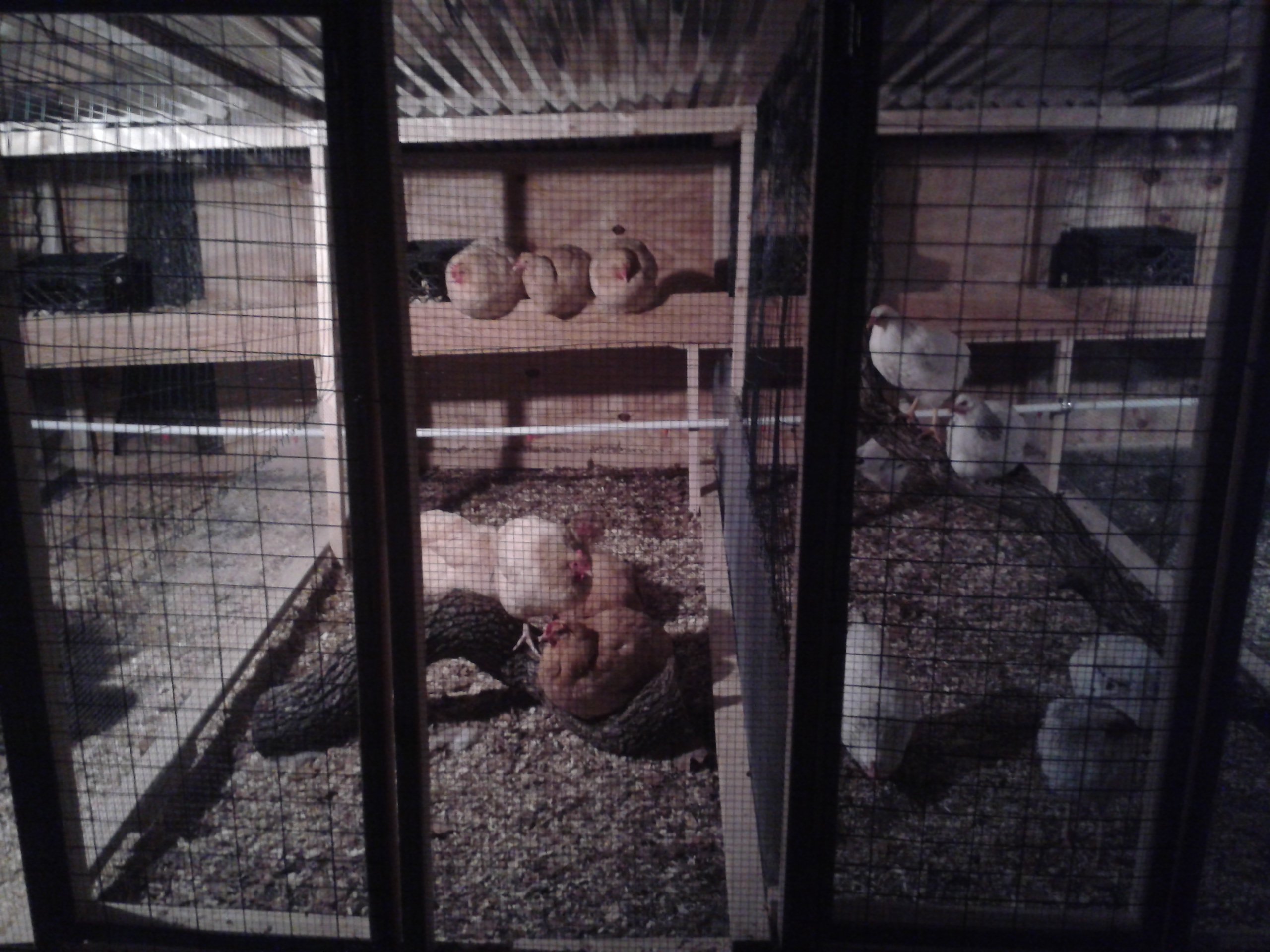 buff orpingtons and delawares in my breeder pen