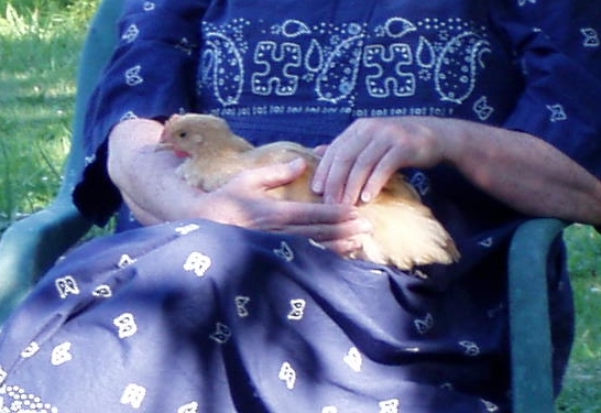 Buff Orpington's are surprisingly friendly.  The other day I had 3 in my lap and one on my shoulder!  Love it!