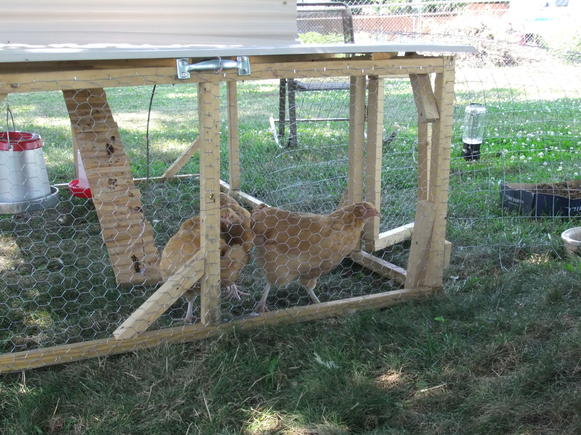 Buff Orpingtons at four months old.