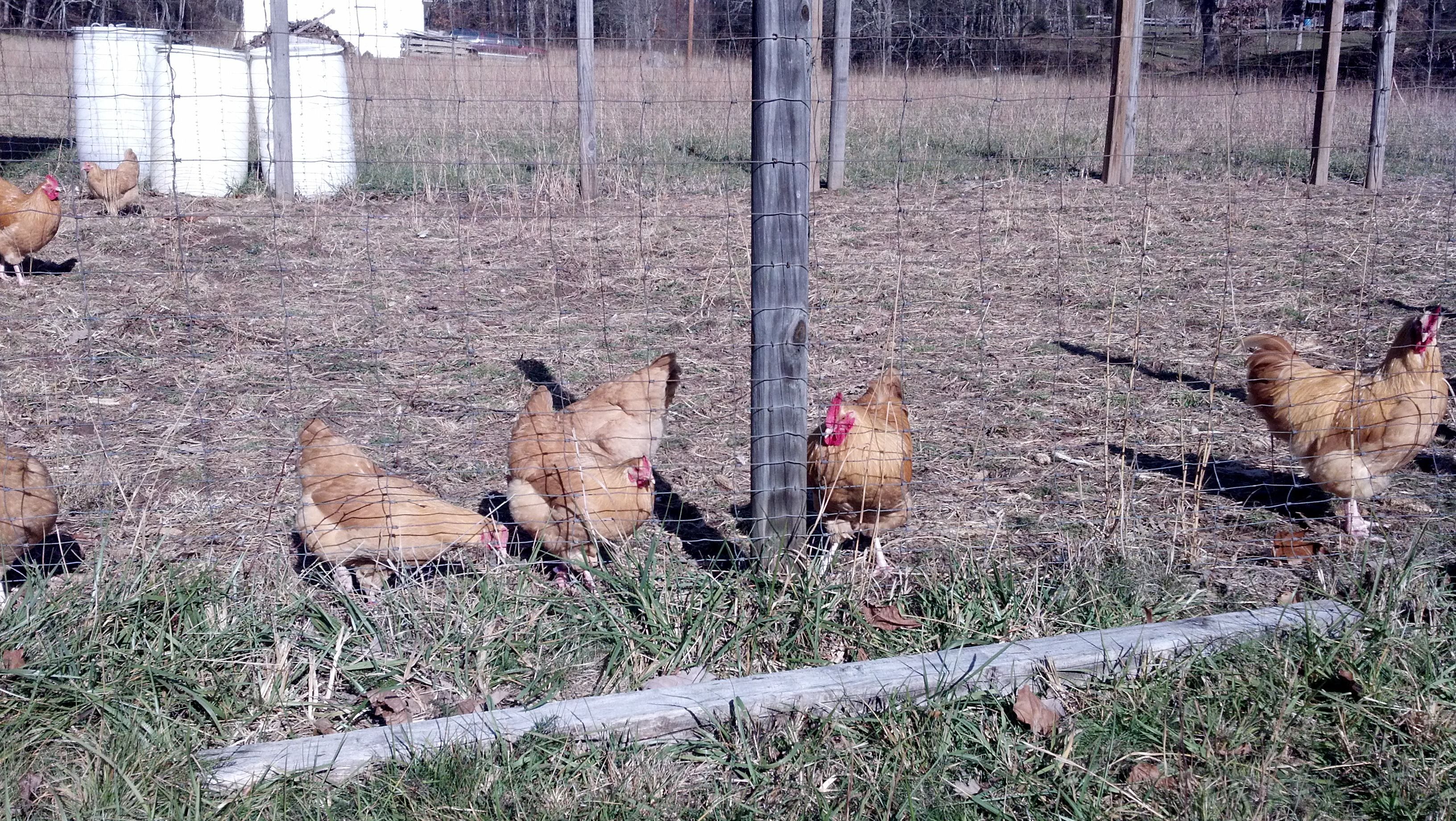 Buff Orpingtons in the early days