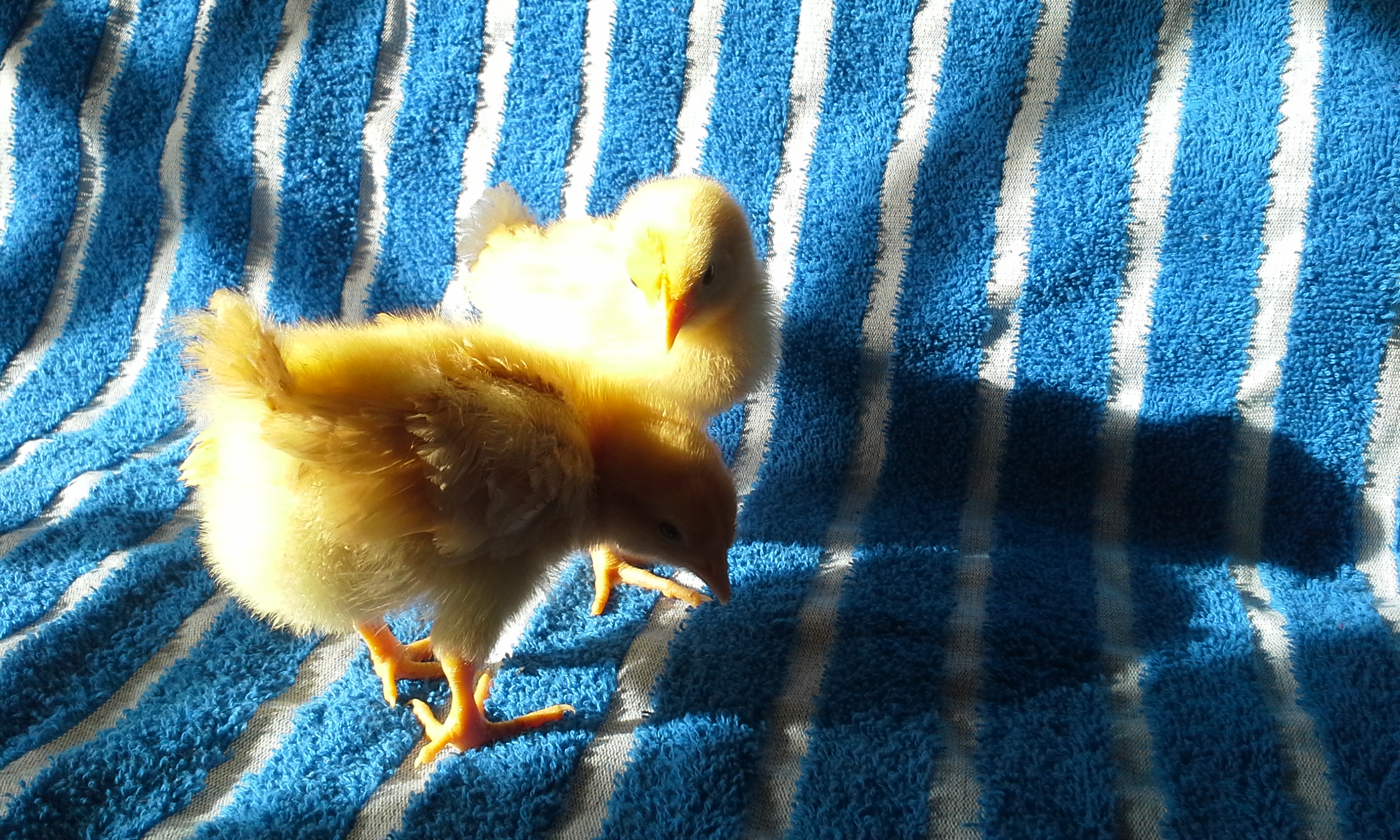 buff orpingtons pullets