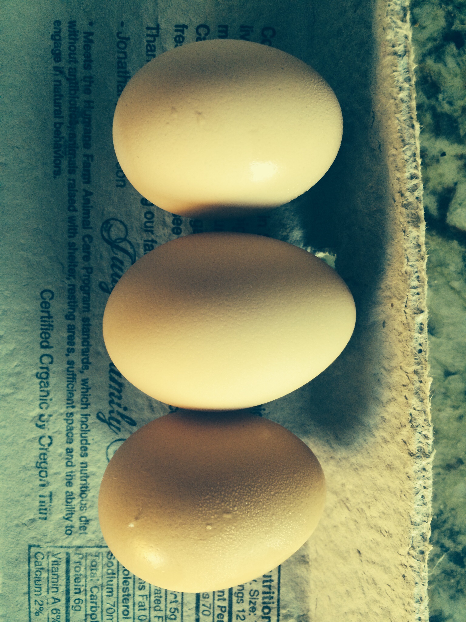 Buff Orpington's