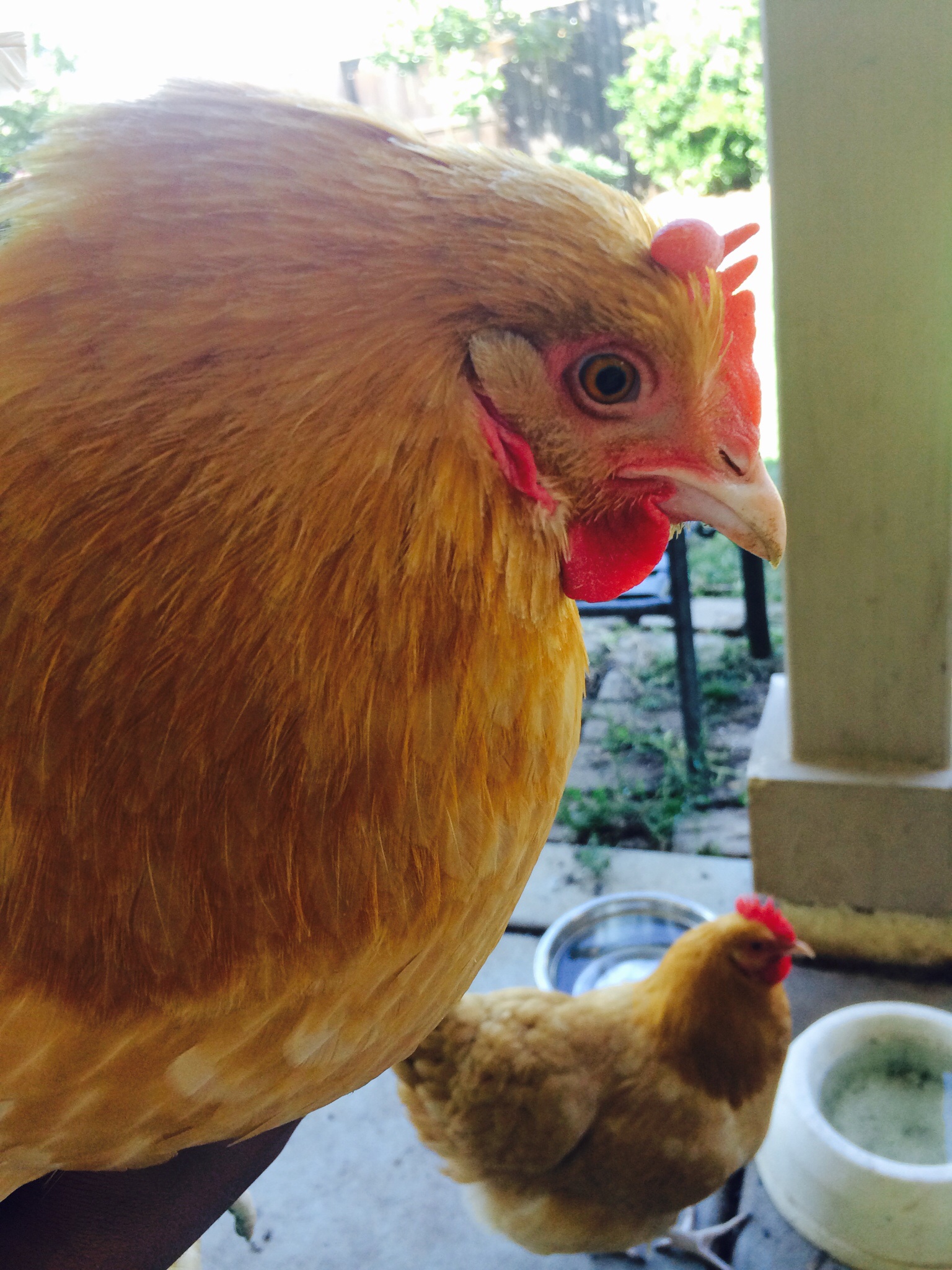Buff Orpington's
