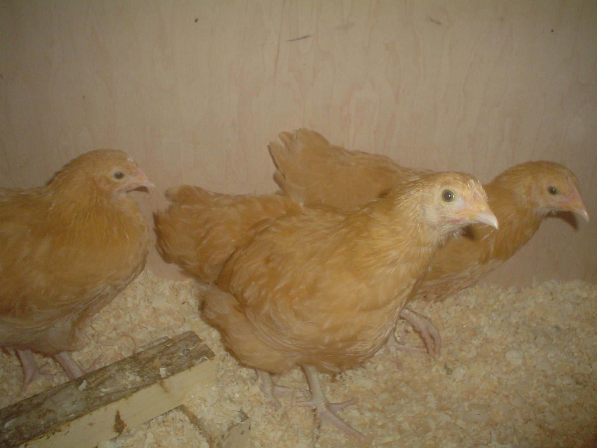 Buff Orps 9 weeks