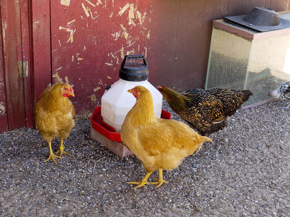 Buff Orps and Golden Wyandotte pullets