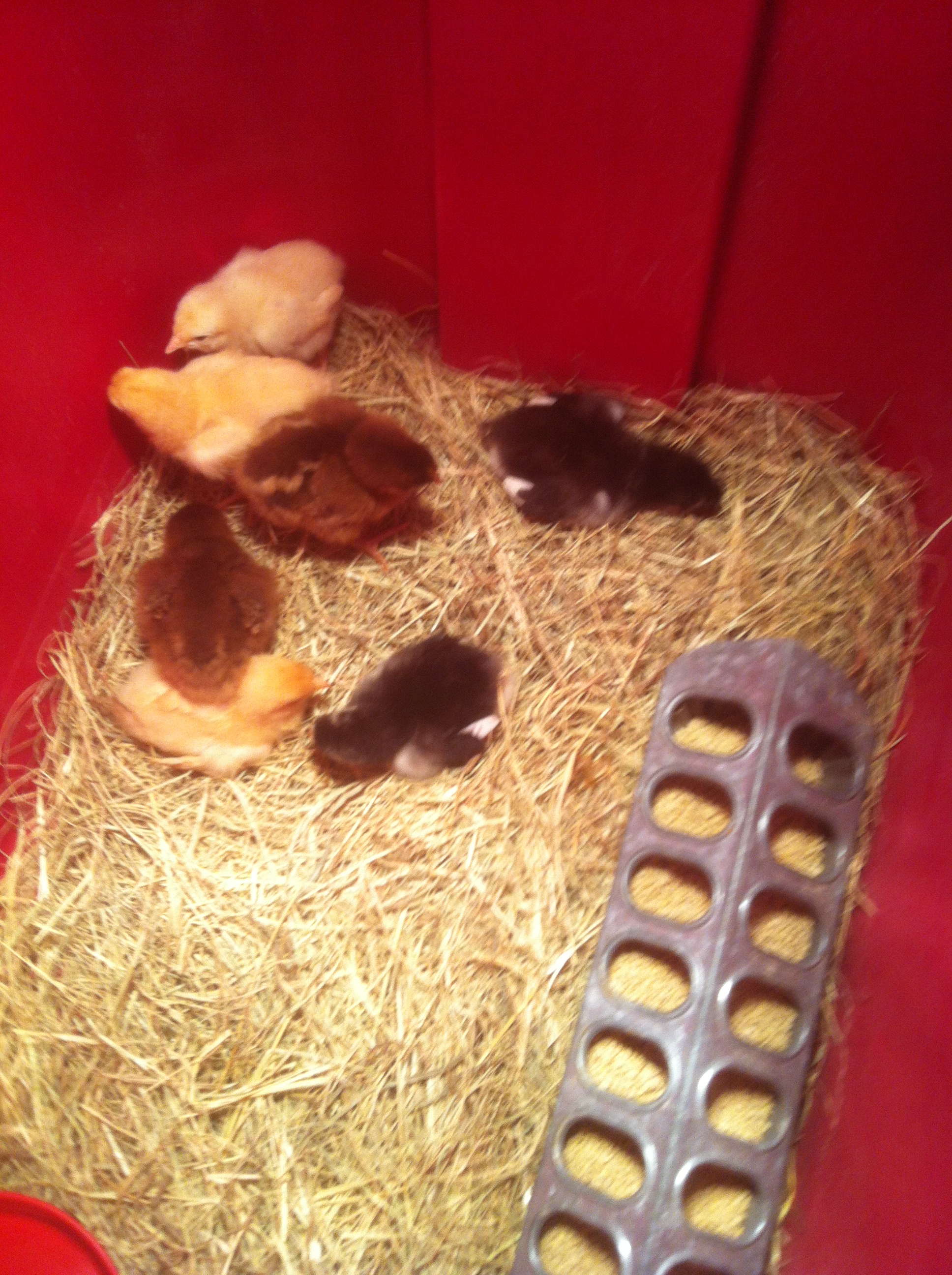 Buff, partridge, jersey chicks a couple days old