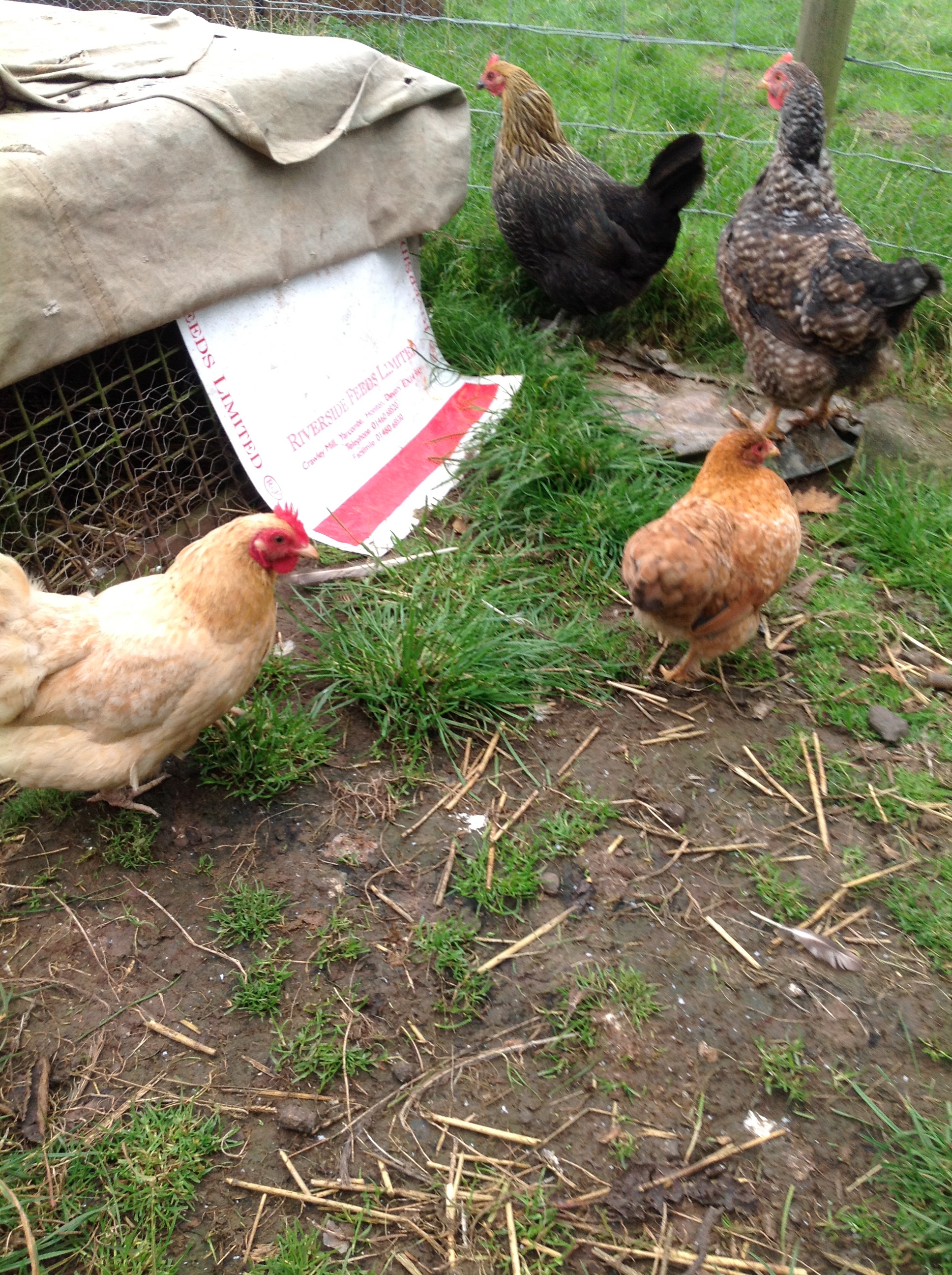 Buff pekin, pekin/wyandotte, cukoo maran, fayuomi/