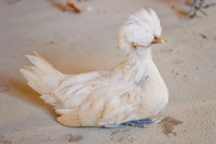 buff polish 1 - 6 weeks old