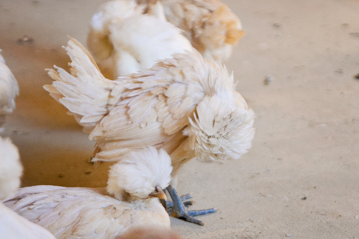 buff polish 2 - 6 weeks old