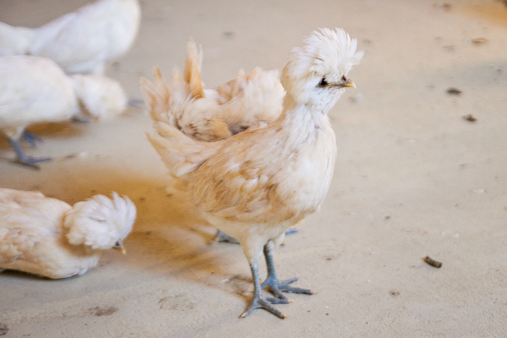 buff polish 2 - 6 weeks old