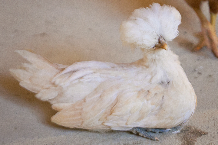 buff polish1 - 6 weeks old