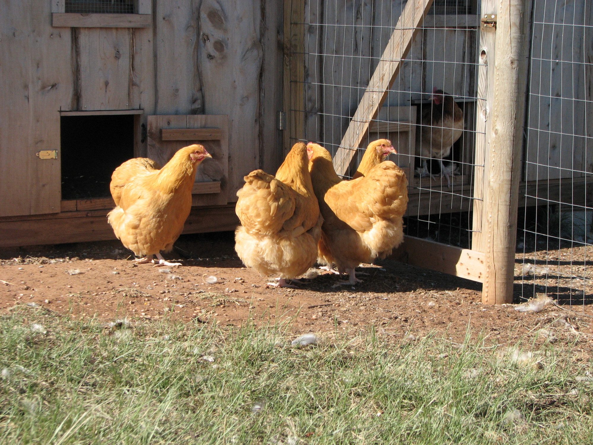 buff pullets