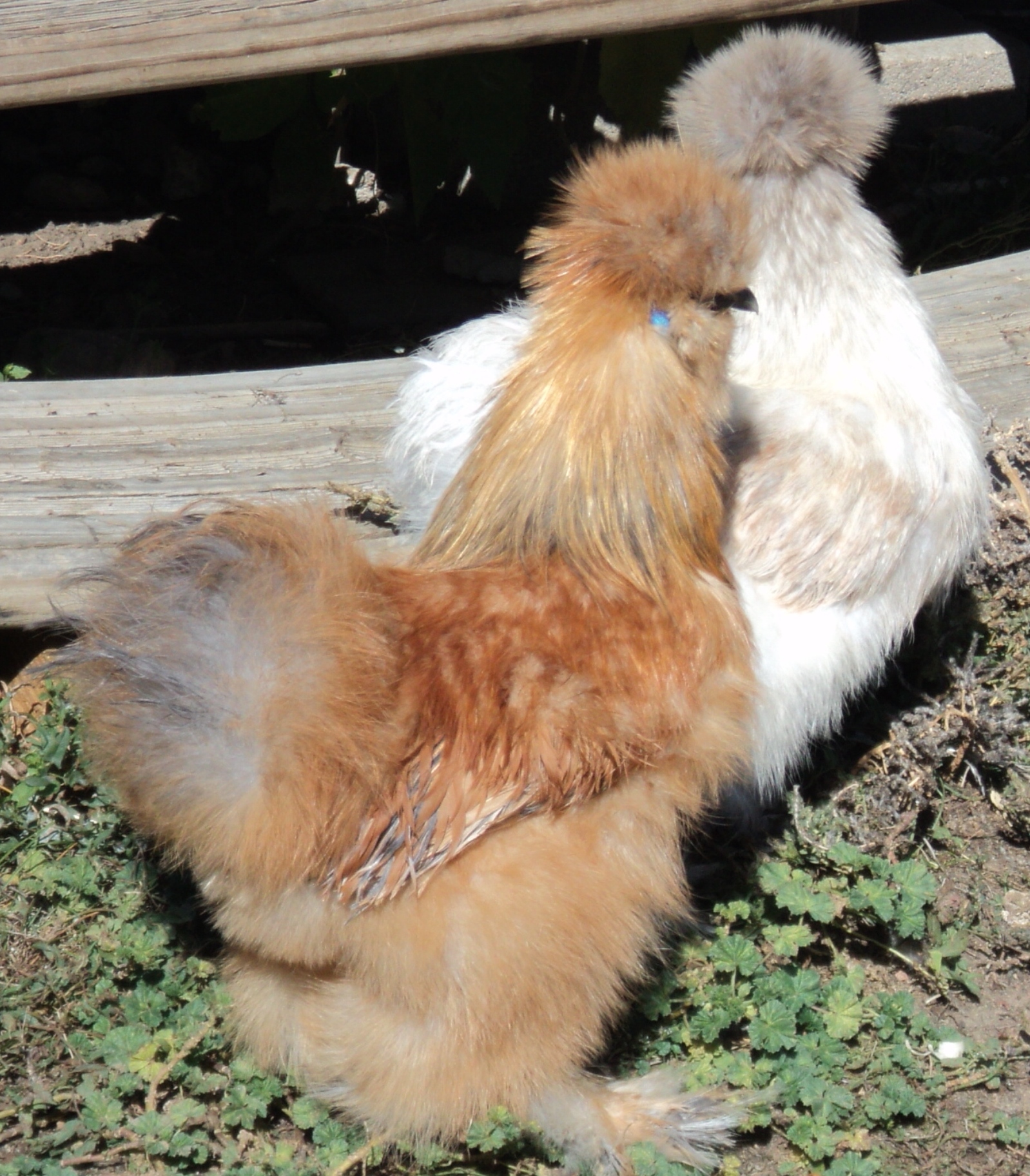 Buff roo and porcelain hen