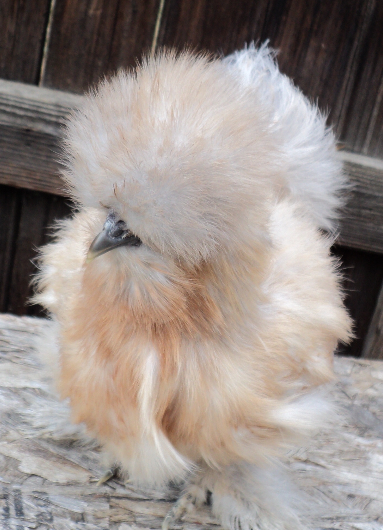 Buff/self blue pullet