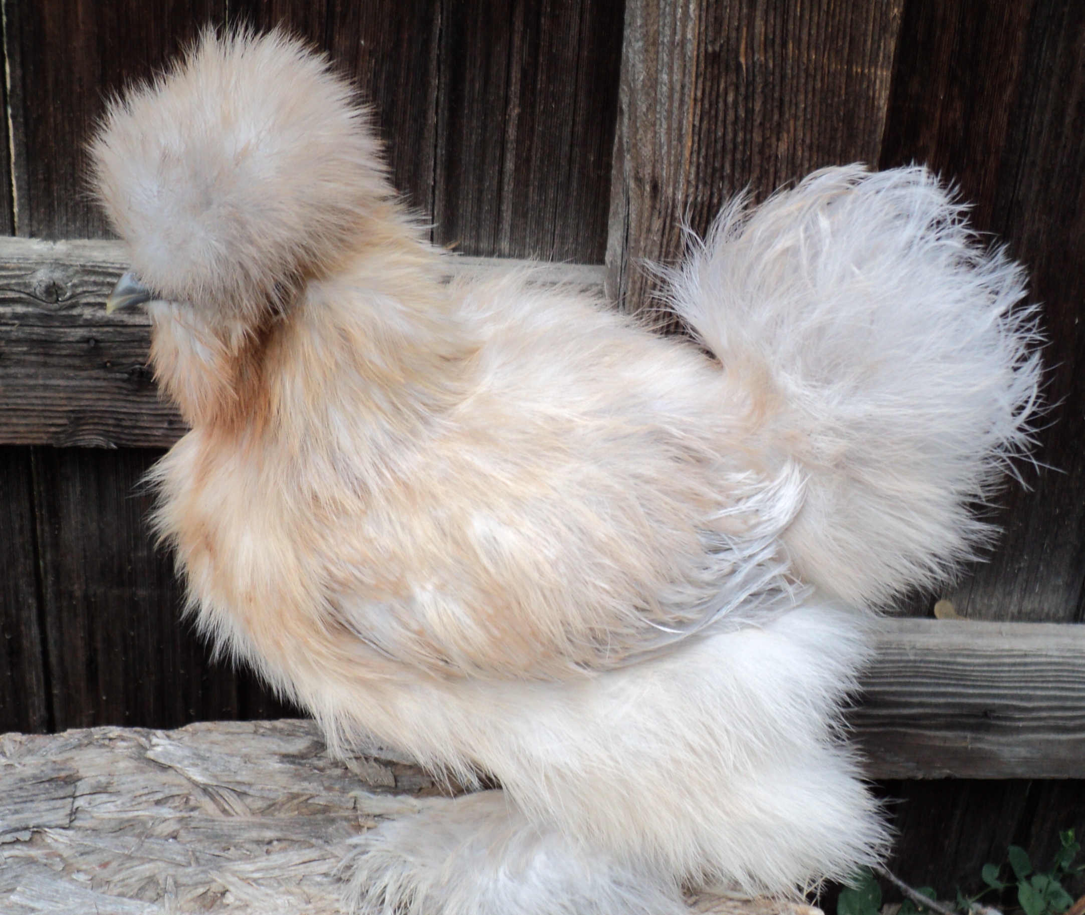 Buff/self blue pullet