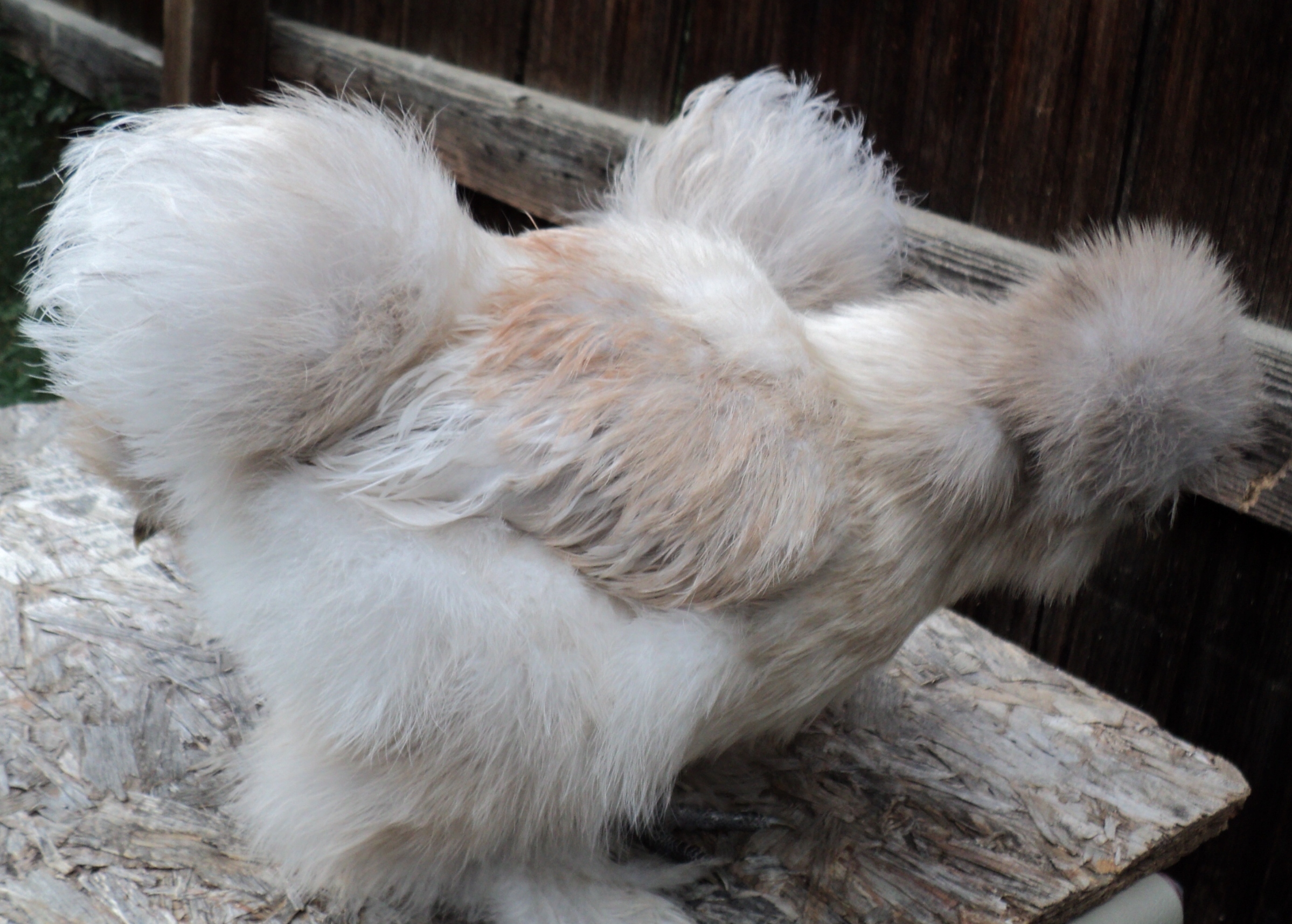 Buff/self blue pullet