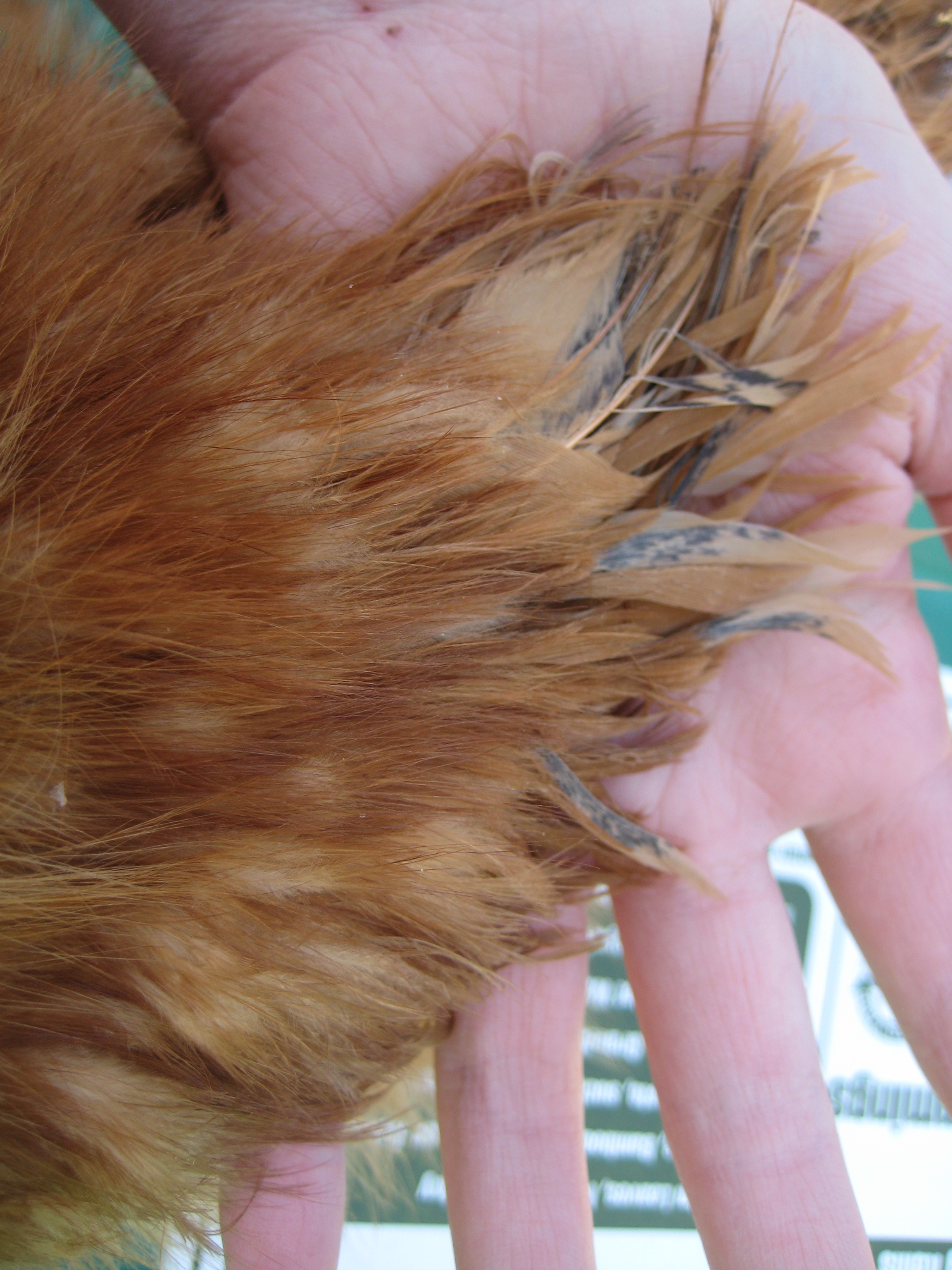 Buff Silkie 12 wks Tina/Tony (IDEAL)
This is T's left wing.