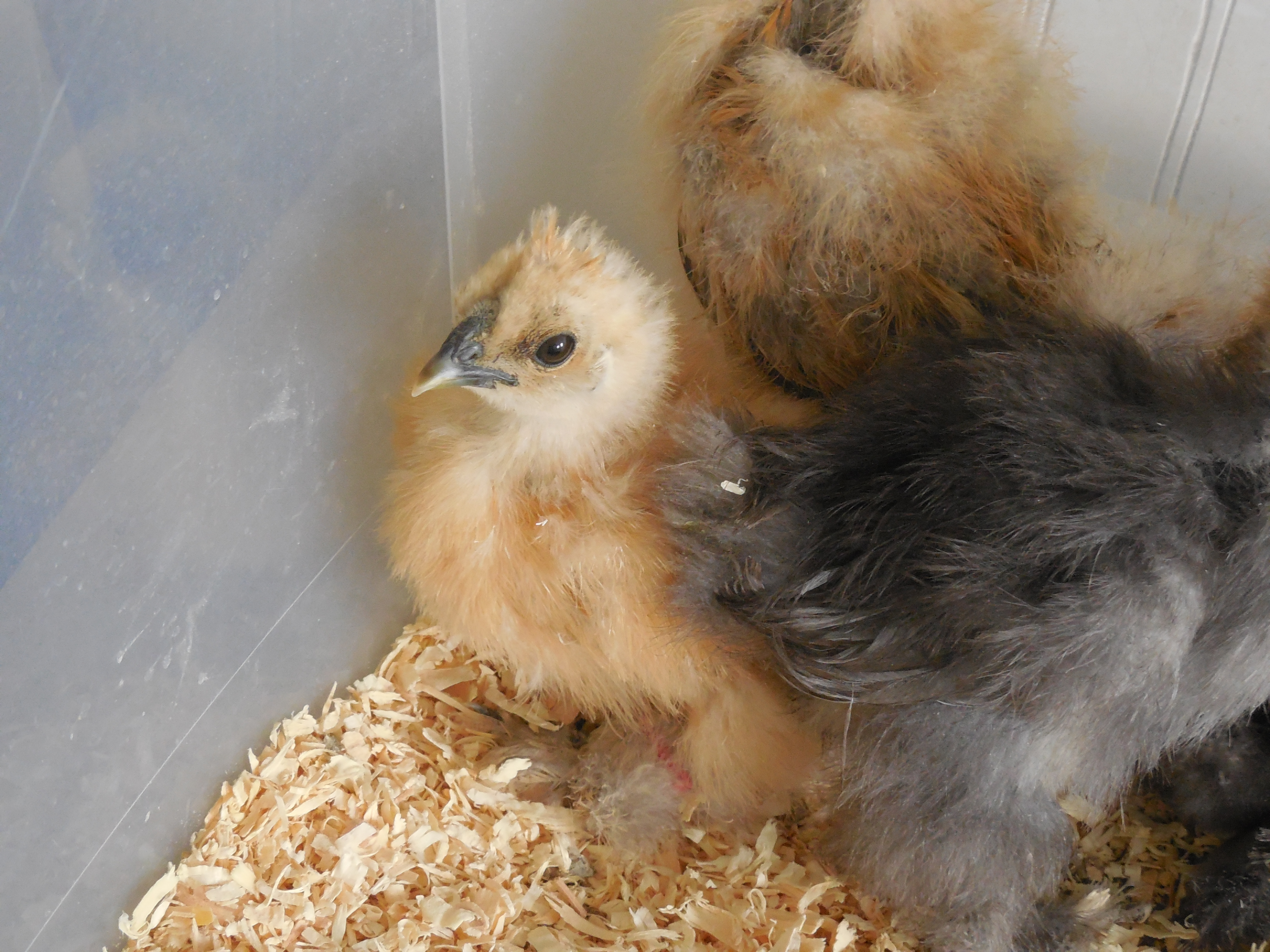 Buff Silkie Clementine