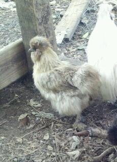 BUFF SILKIE