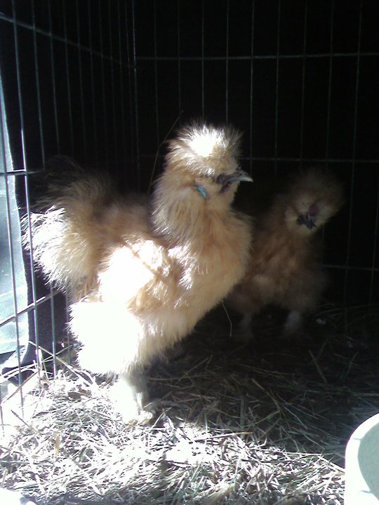 Buff Silkie