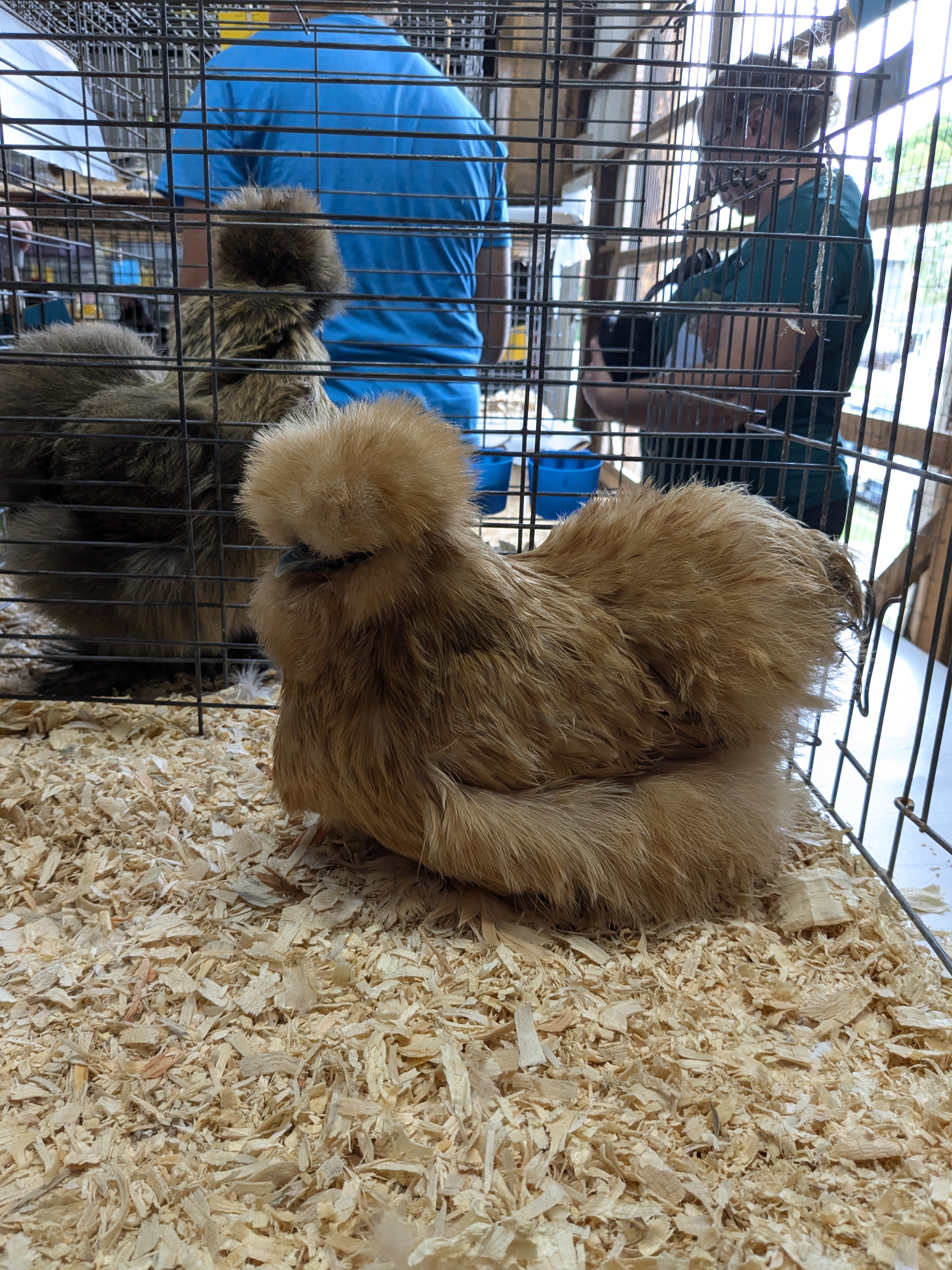 Buff Silkie
