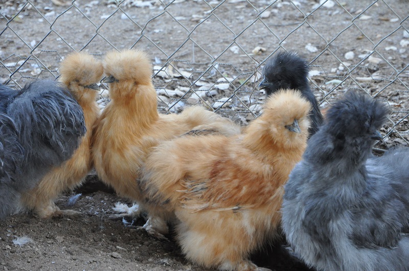 buff silkies, hatched 2/13