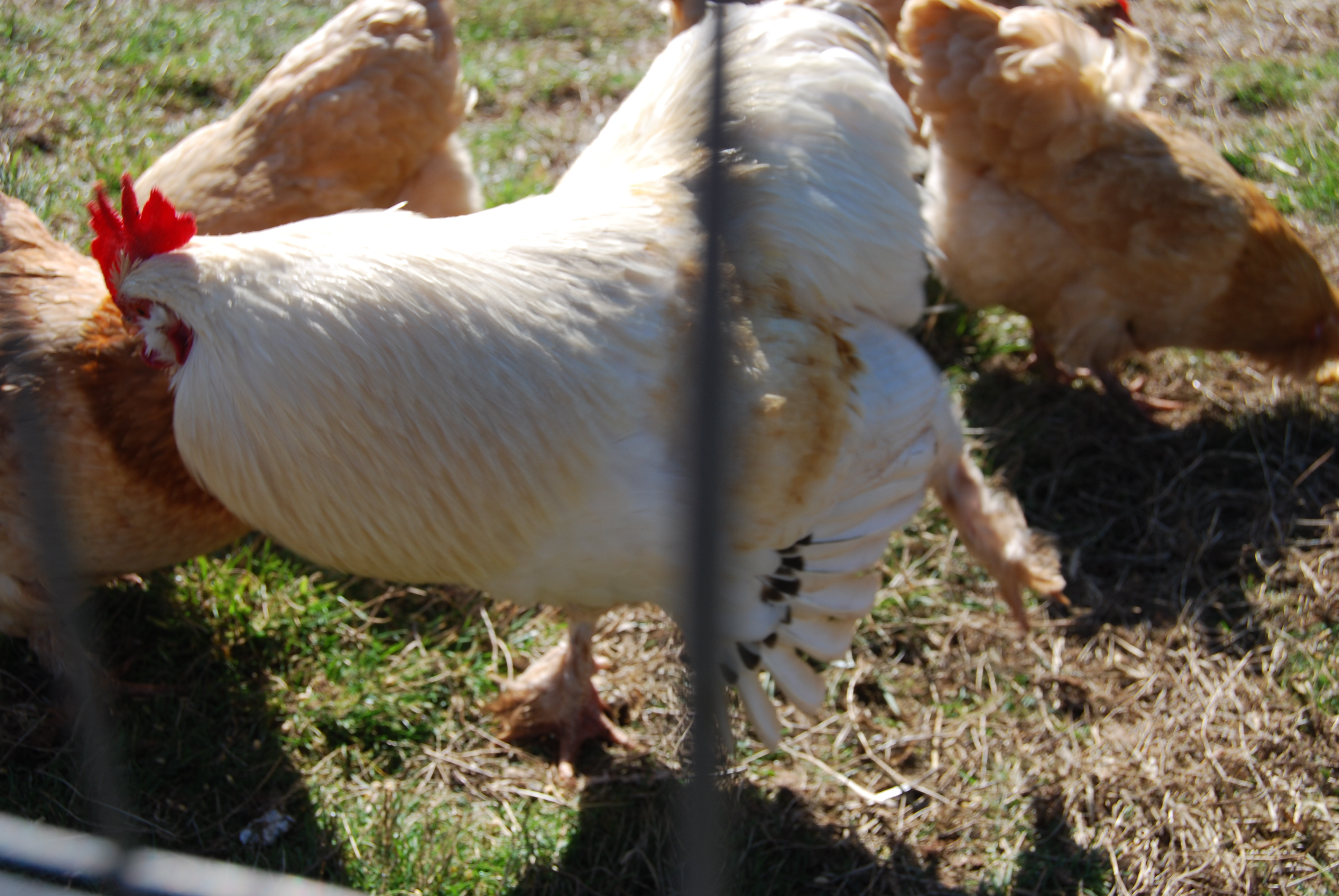 Buff/Silver wheaten fav rooster dancing for the ladies