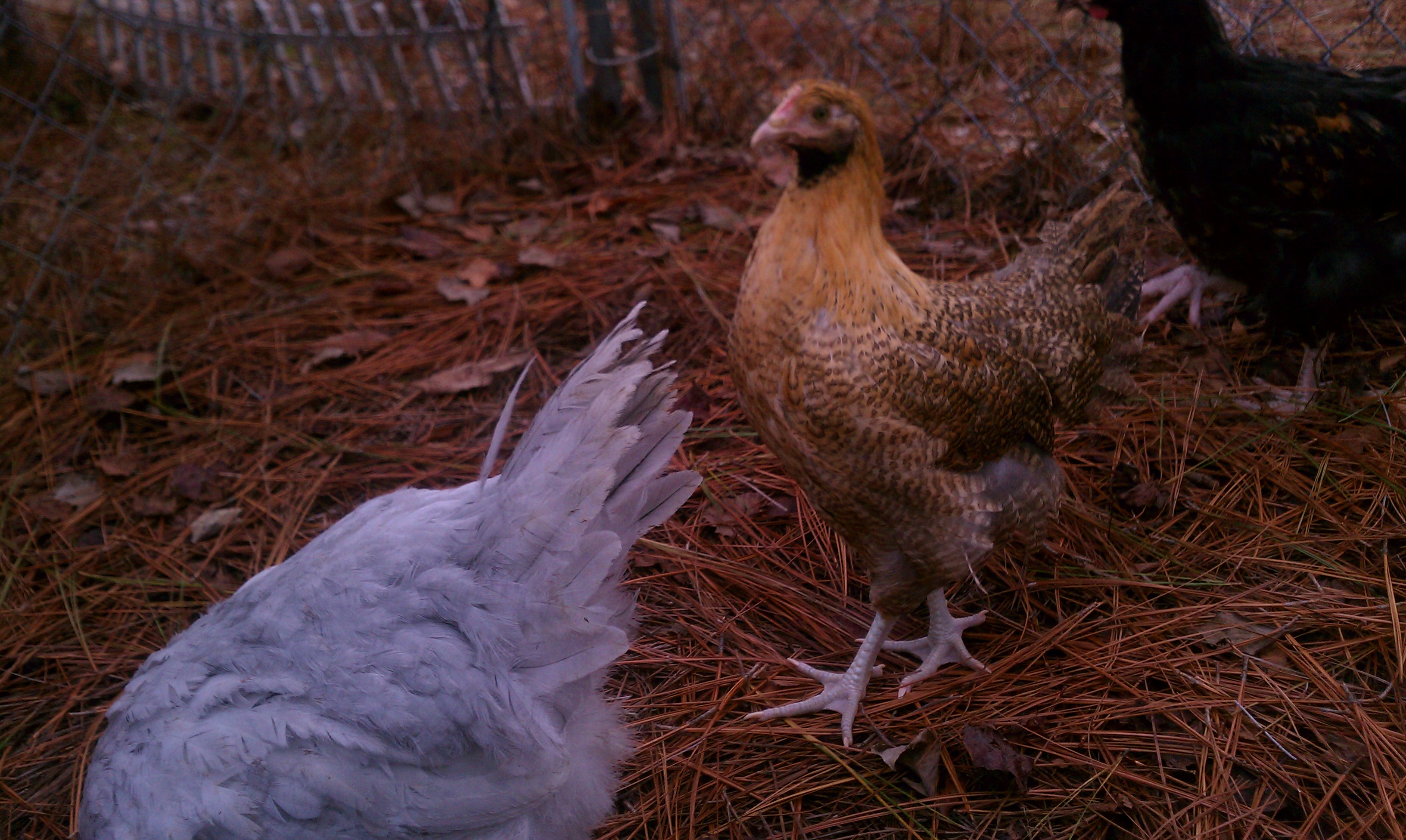 "Buff Unicorn" (F2 Buff/Lav split Orp hen)