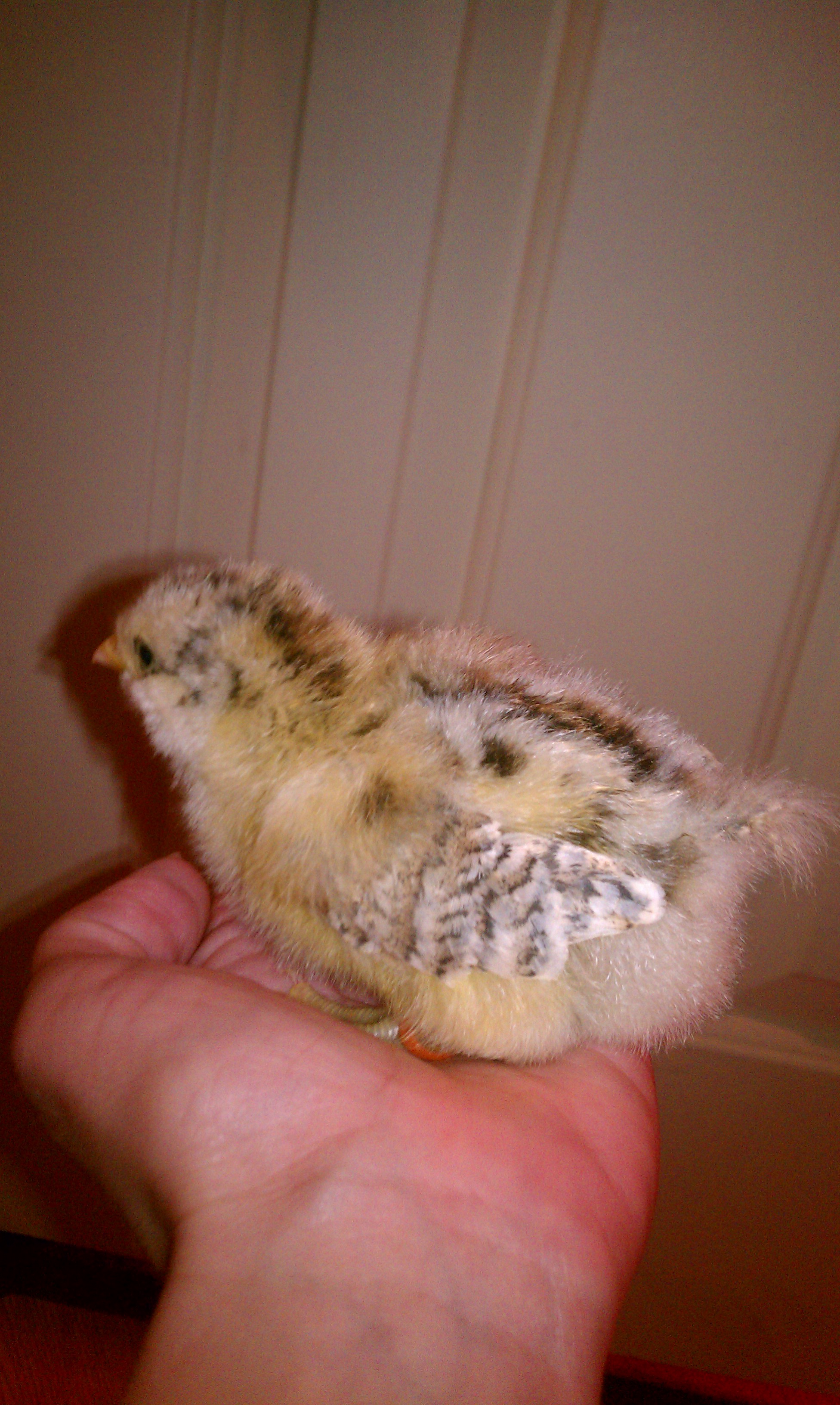 Buff Unicorn:  Laced/Partridge? Orpington Project Chick (Buff x Lavender)